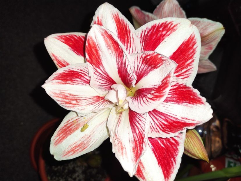  - Amaryllis - Crinul de camera
