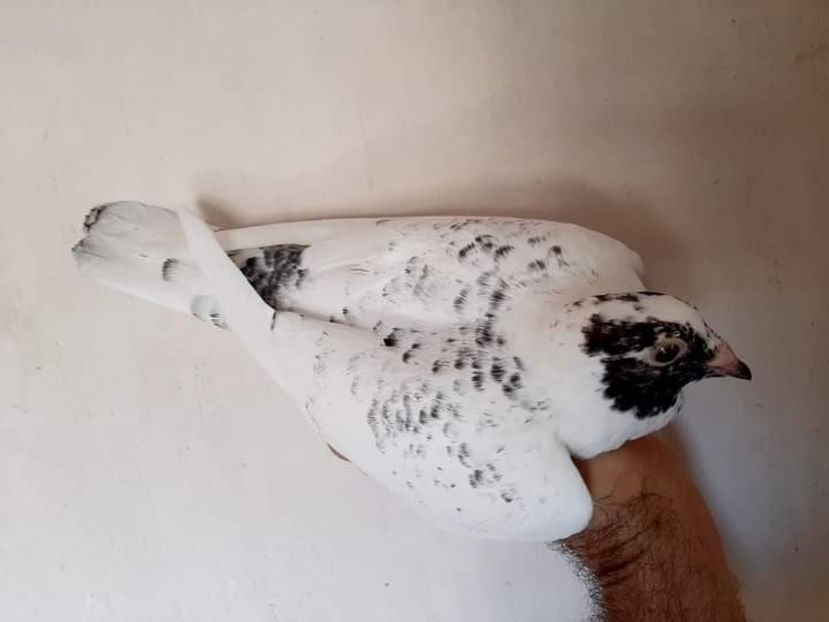  - Nu îmi aparțin 5
