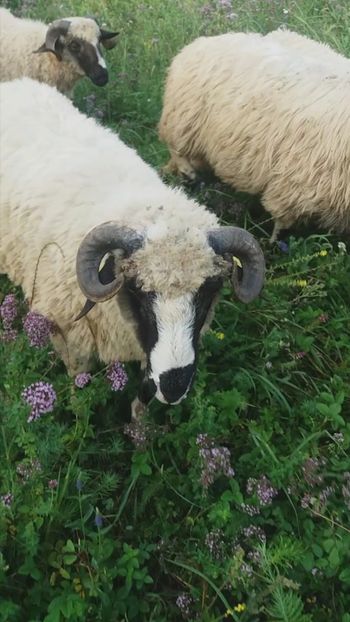 Screenshot_20200809-080116 - Oi 2021