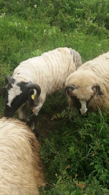 Screenshot_20200621-104120 - Oi 2021