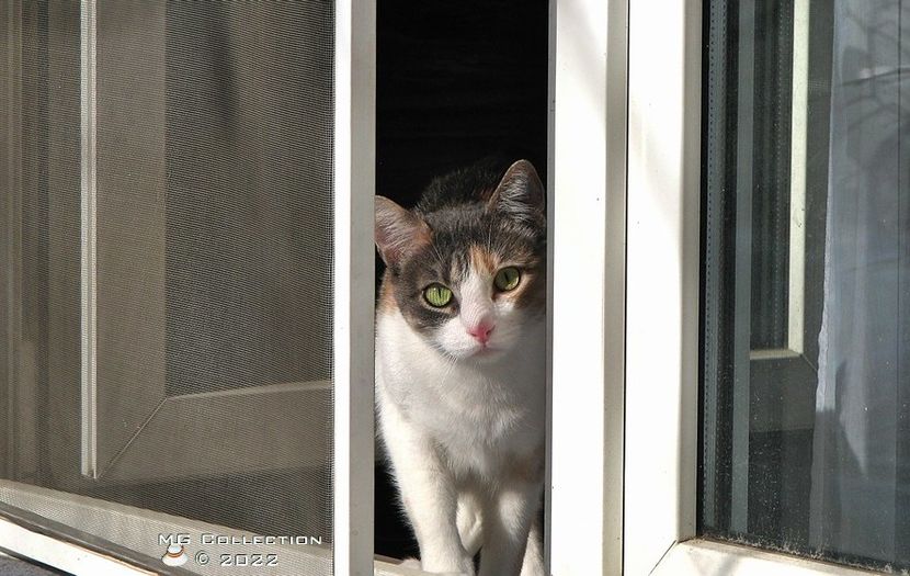 Cat 5 - --- PISICI si CAINI - CATS AND DOGS