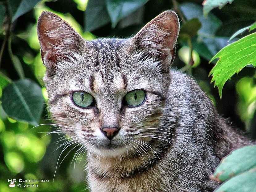 Cat 7 - ANIMALE-PISICI si CAINI - CATS AND DOGS