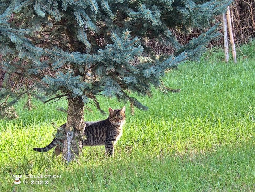 Cat 8 - ANIMALE-PISICI si CAINI - CATS AND DOGS