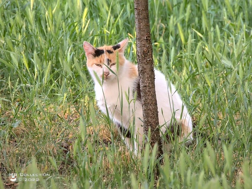 Cat 10 - --- PISICI si CAINI - CATS AND DOGS