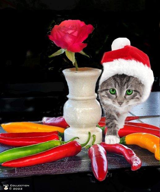 CAT 12 - --- PISICI si CAINI - CATS AND DOGS