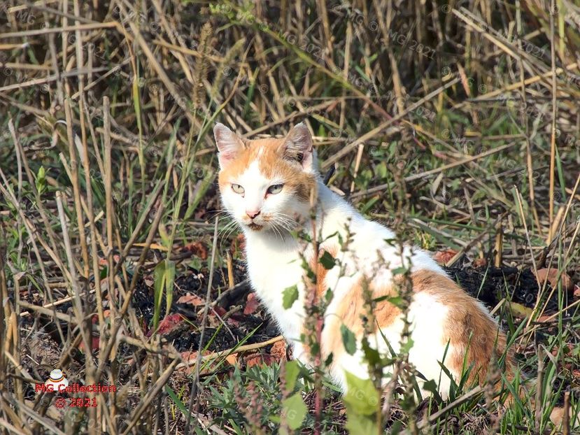 Cat 13 - --- PISICI si CAINI - CATS AND DOGS