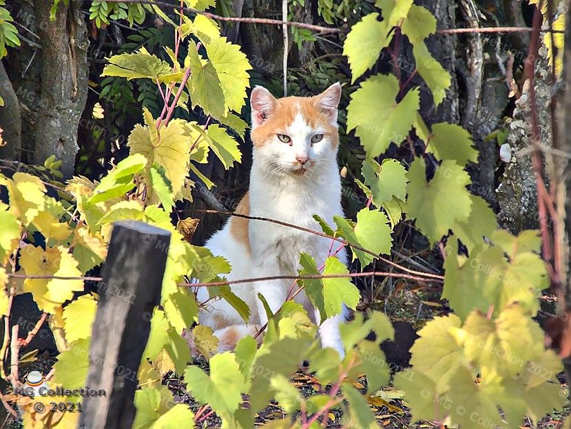 Cat 14 - --- PISICI si CAINI - CATS AND DOGS