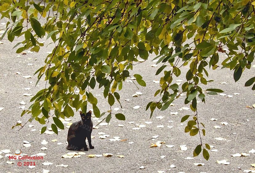 Cat 15 - --- PISICI si CAINI - CATS AND DOGS