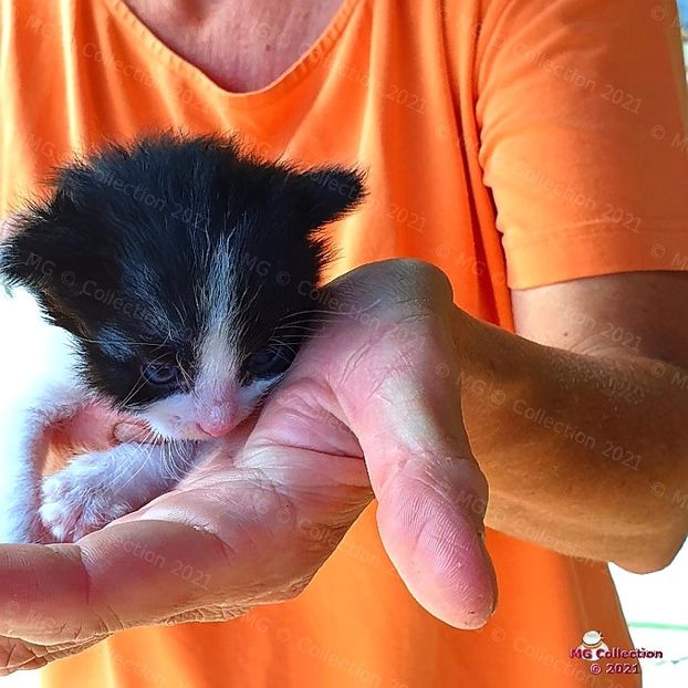 Cat 17 - --- PISICI si CAINI - CATS AND DOGS