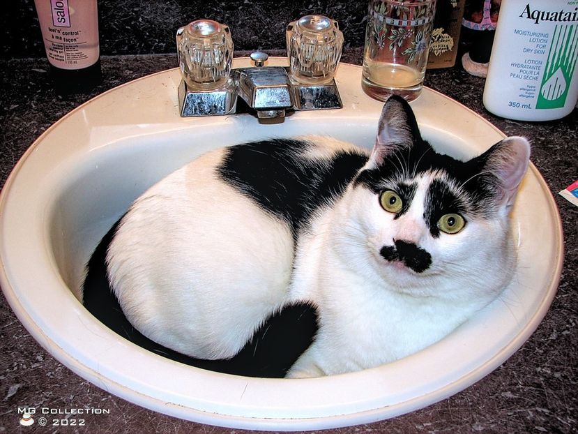 Chap - --- PISICI si CAINI - CATS AND DOGS