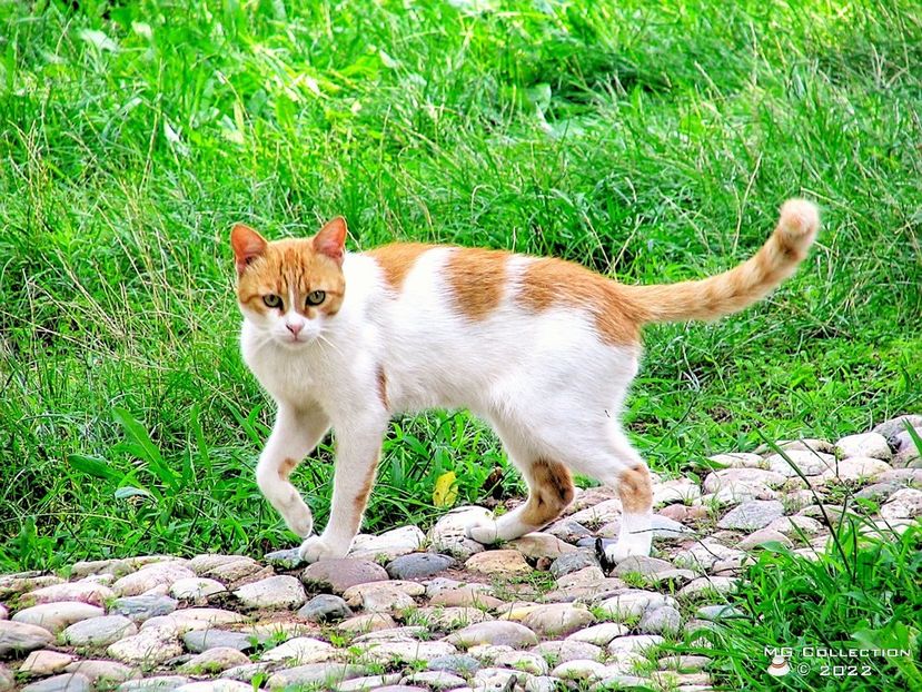 Pamel 2 - --- PISICI si CAINI - CATS AND DOGS