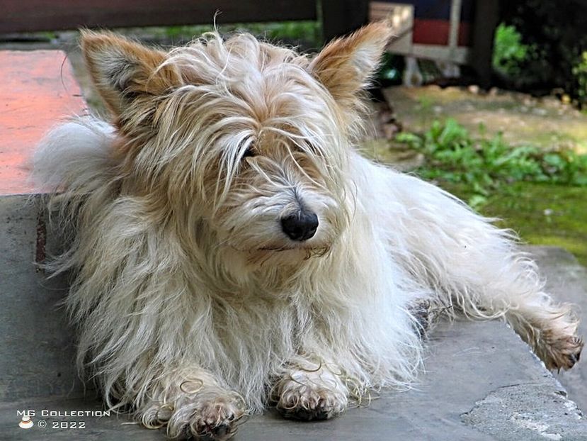 PUFU - --- PISICI si CAINI - CATS AND DOGS