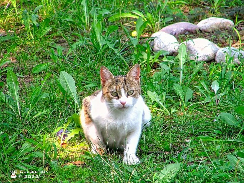 Pusa - --- PISICI si CAINI - CATS AND DOGS
