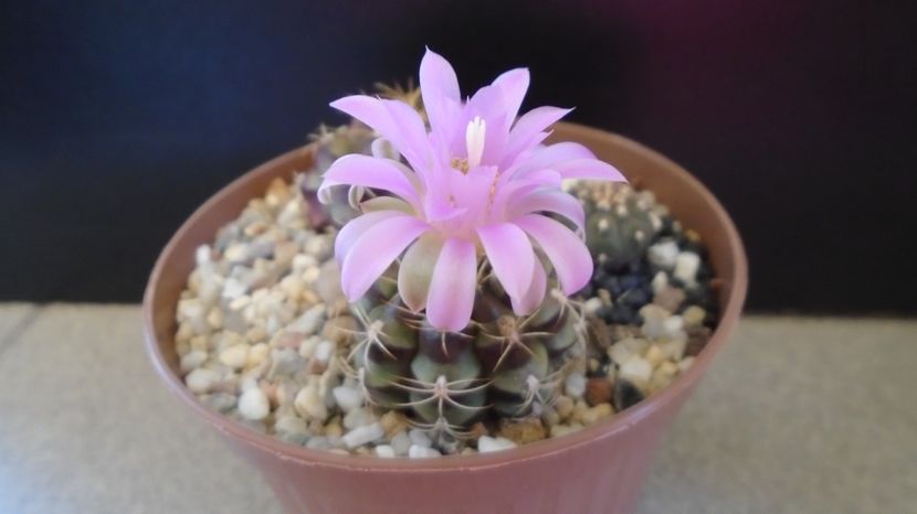  - Cactusi-Gymnocalycium 2022-23