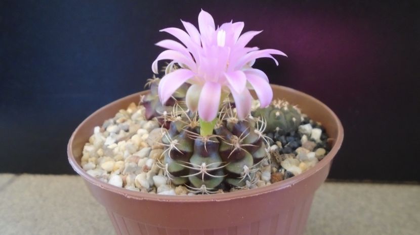  - Cactusi-Gymnocalycium 2022-23