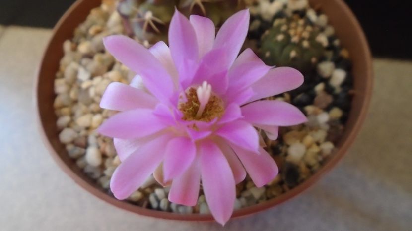  - Cactusi-Gymnocalycium 2022-23
