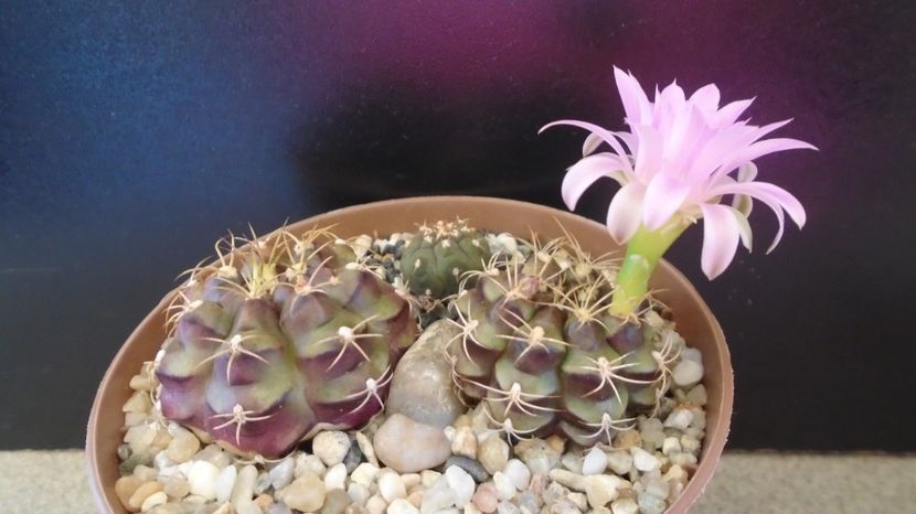  - Cactusi-Gymnocalycium 2022-23