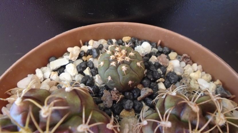  - Cactusi-Gymnocalycium 2022-23