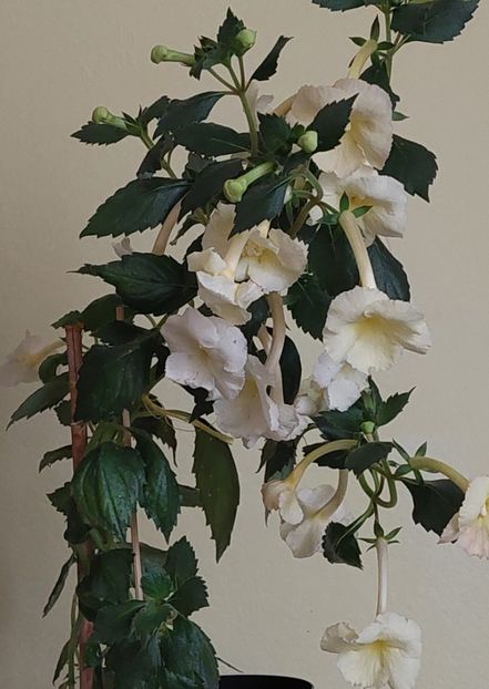  - YELLOW ENGLISH ROSE 2