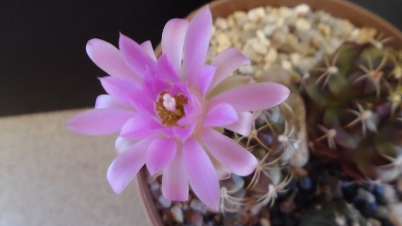  - Cactusi-Gymnocalycium 2022-23