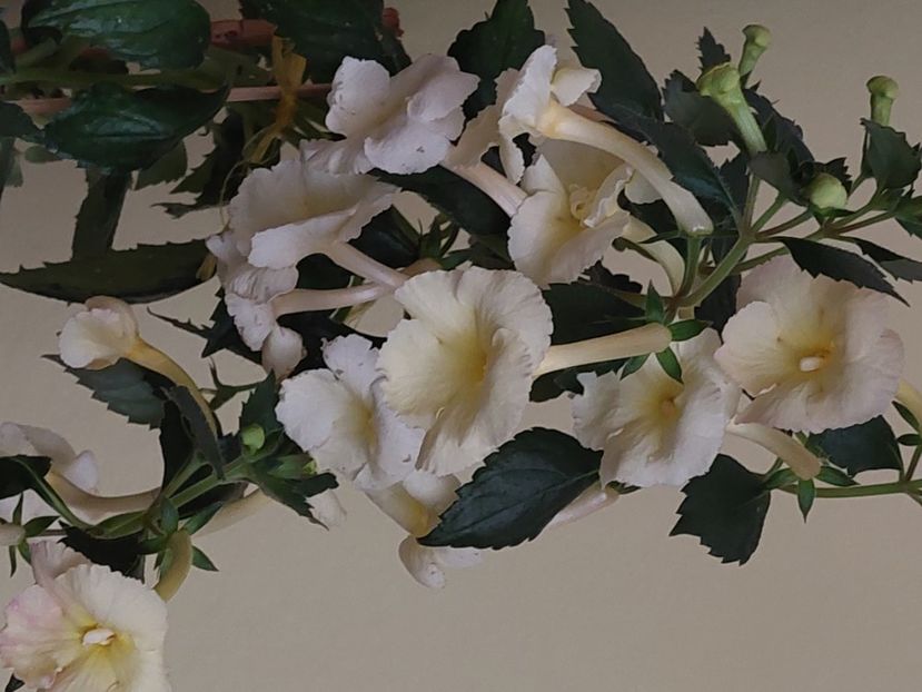  - YELLOW ENGLISH ROSE 2