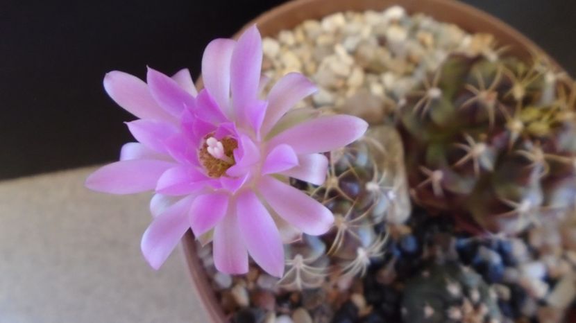  - Cactusi-Gymnocalycium 2022-23