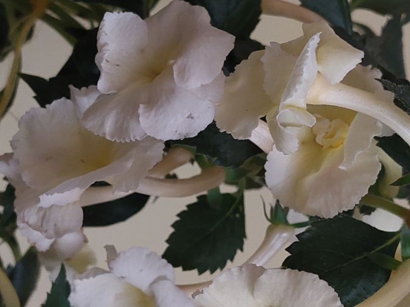  - YELLOW ENGLISH ROSE 2