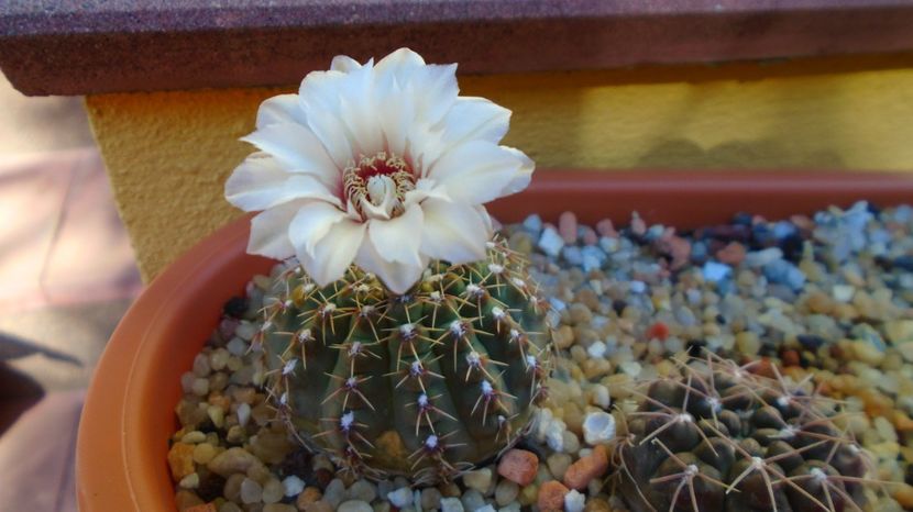  - Cactusi-Gymnocalycium 2022-23