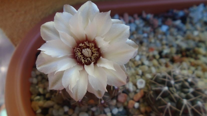 - Cactusi-Gymnocalycium 2022-23