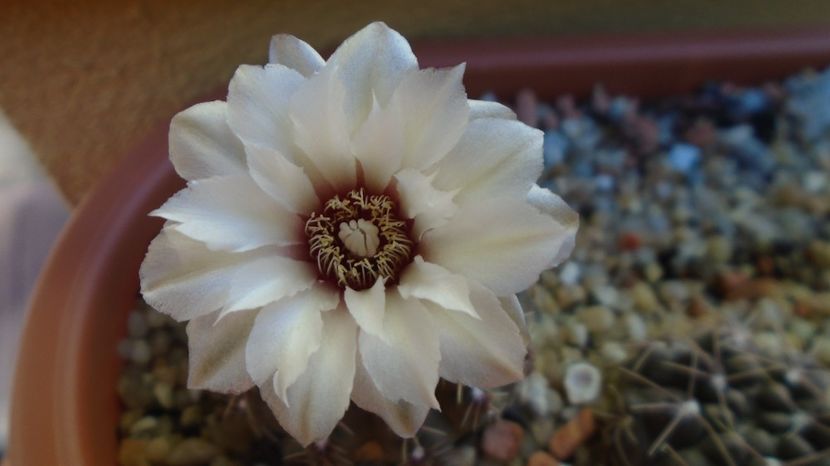  - Cactusi-Gymnocalycium 2022-23
