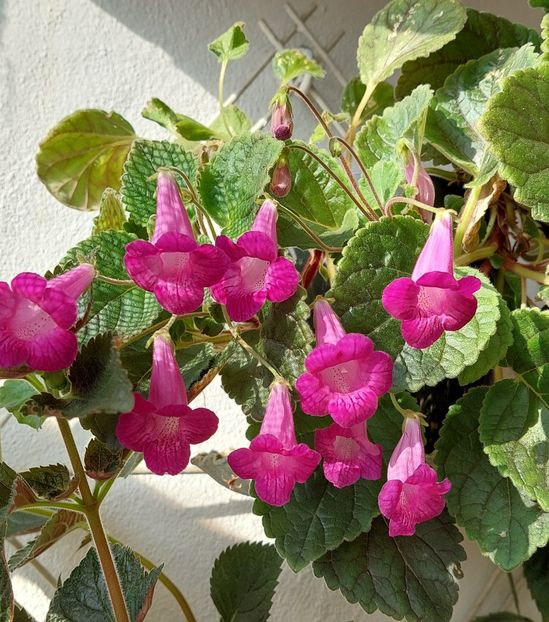 SIMINTHICODONIA HEARTLAND'S JOY - AAA RIZOMI ACHIMENES DISPONIBILI -2023