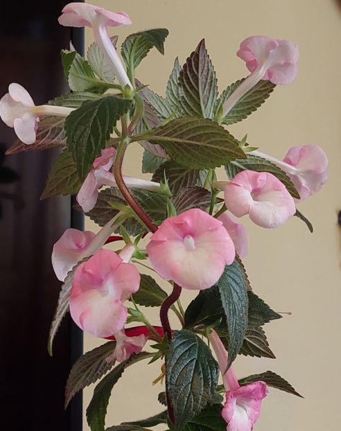  - BRID-S DORNROSCHEN