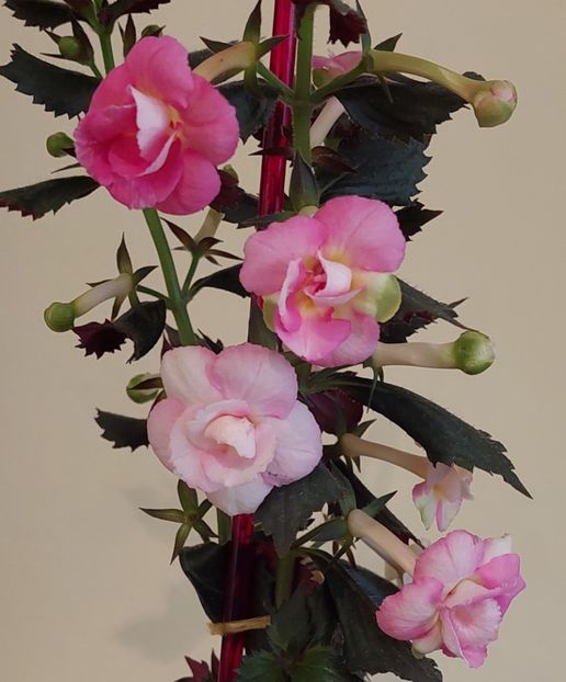 BRID'S SUSANNE - AAA RIZOMI ACHIMENES DISPONIBILI -2023
