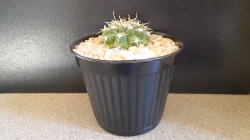 Gymnocalycium bicolor - Cactusi-Gymnocalycium 2022-23