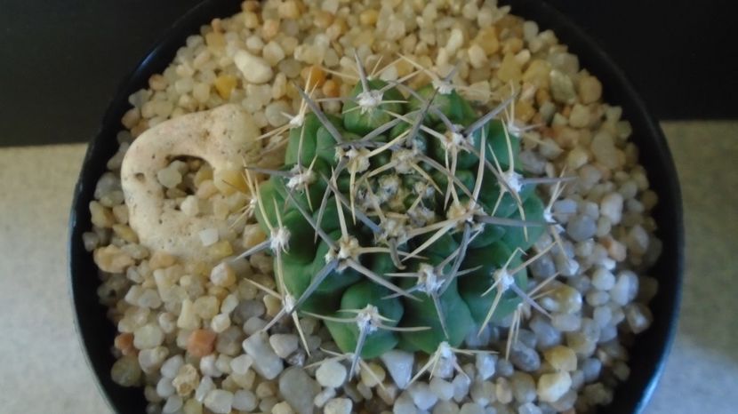  - Cactusi-Gymnocalycium 2022-23