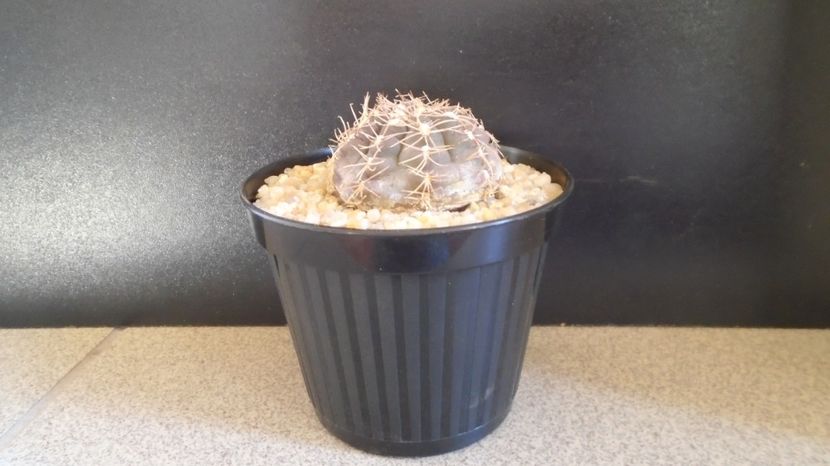 Gymnocalycium nataliae - Cactusi-Gymnocalycium 2022-23