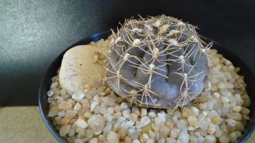  - Cactusi-Gymnocalycium 2022-23
