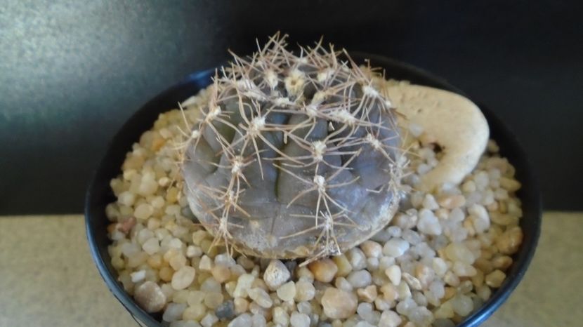  - Cactusi-Gymnocalycium 2022-23