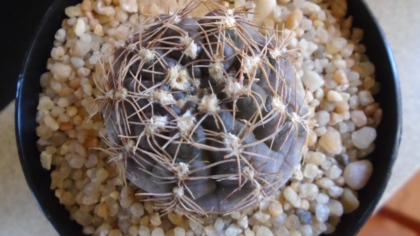  - Cactusi-Gymnocalycium 2022-23