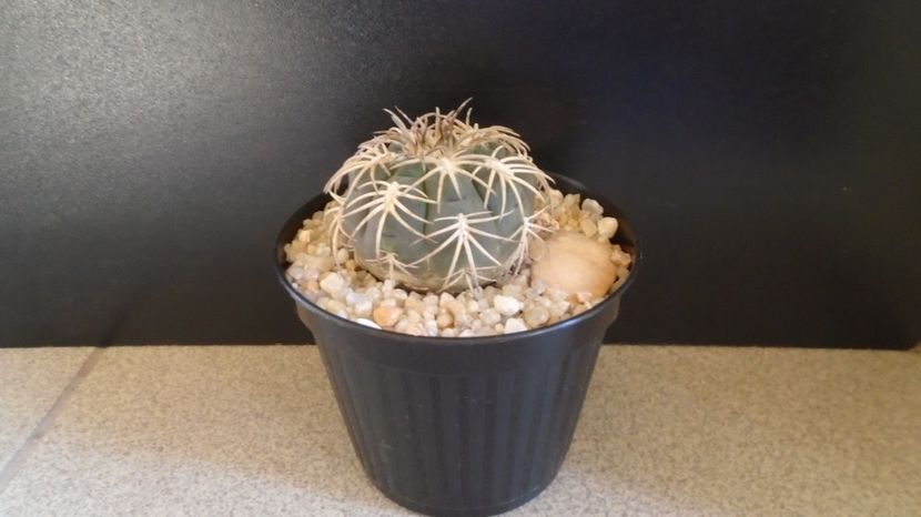 Gymnocalycium spegazzinii v. punillense - Cactusi-Gymnocalycium 2022-23