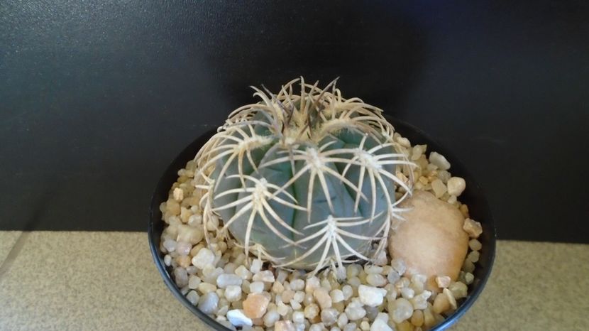  - Cactusi-Gymnocalycium 2022-23