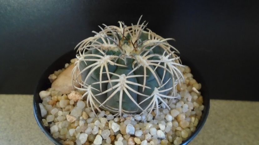  - Cactusi-Gymnocalycium 2022-23