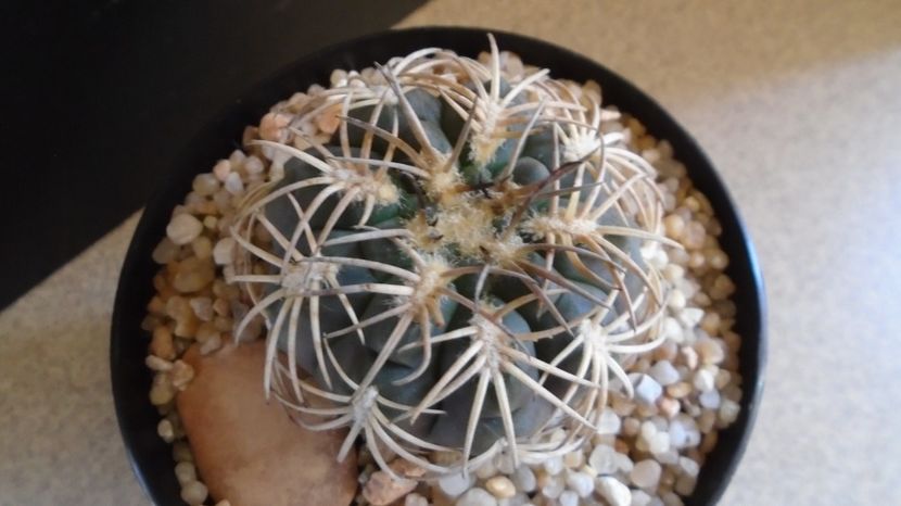  - Cactusi-Gymnocalycium 2022-23