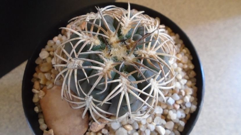  - Cactusi-Gymnocalycium 2022-23