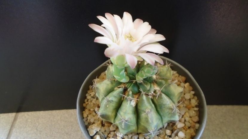  - Cactusi-Gymnocalycium 2022-23