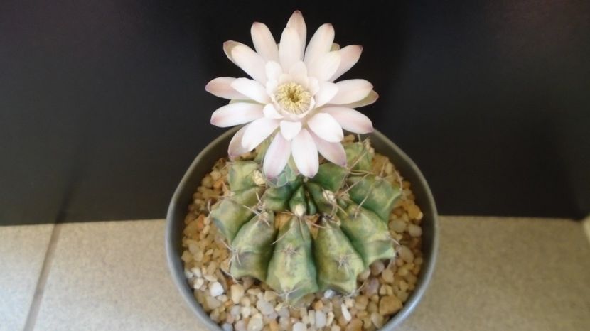  - Cactusi-Gymnocalycium 2022-23