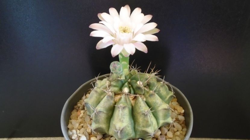  - Cactusi-Gymnocalycium 2022-23