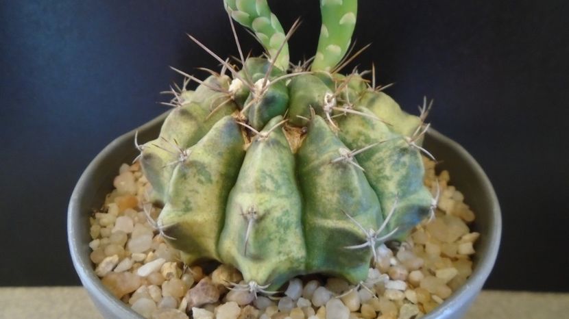  - Cactusi-Gymnocalycium 2022-23