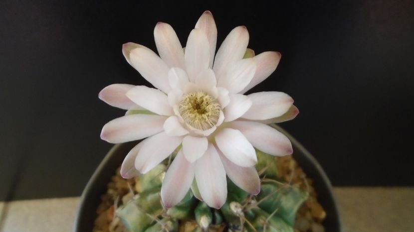  - Cactusi-Gymnocalycium 2022-23