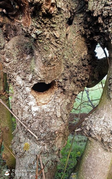 The Thing - DIVERSE - MISC